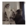 Michis peleándose 🐾🥊 5