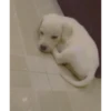 Sukritisdoggo 16