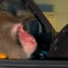 Monkey 11