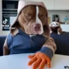 Perro chistoso random animado 5