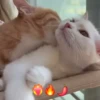 Gatinhos fofos 🐾💕🐾💕🐾💕 14