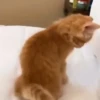 Gatinhos fofos 🐾💕🐾💕🐾💕 7