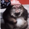 Macaquinhos reações  6