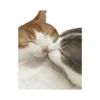 🐱🐈‍⬛🐈 Michis 🐈🐈‍⬛🐱 5