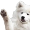 Sukritisdoggo 12