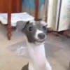 Gif cachorro 8