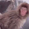 Macaquinhos reações  15