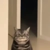 🎵 TIKTOKeando 24🎵 19