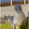 Sapecagens 8