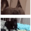 Gif cachorro 5