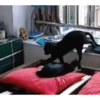 Animados Gifs Pets 5