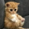 Animalito gracioso 8