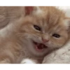 FoFuRaS 11