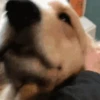 Gif de cachorros 🐶🤣 10