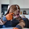 Perro chistoso random animado 13