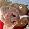 Perro chistoso random animado 15