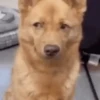 Sukritisdoggo 28