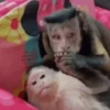 Macaquinhos reações  10