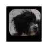 Perrito!! 🐩🐕 9