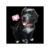 Perrito!! 🐩🐕 8