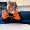 Perro chistoso random animado 7