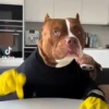 Perro chistoso random animado 12
