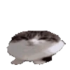 Gatinho dançando  16