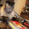 Macacos ✅️ 13