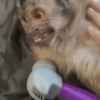 Macacos ✅️ 11