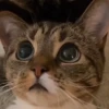 Kucing lucu cute 14