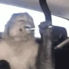 Macacos ✅️ 5