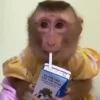 Macaconhildo 11