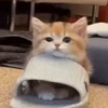 Gatinhos fofos 🐾💕🐾💕🐾💕 9