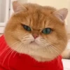Kucing lucu cute 12