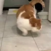 Kucing lucu cute 8