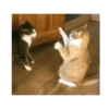 Michis peleándose 🐾🥊 7