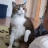 Kucing lucu cute 10