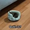 Animalitos graciosos 7✨🐱🐶🙊 11