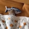 Gatinhos fofos 🐾💕🐾💕🐾💕 5