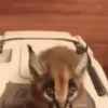 🐈‍⬛GIF-s FLOPPA-s🦎 9