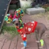 Animalitos graciosos 7✨🐱🐶🙊 10