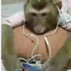 Macaconhildo 22