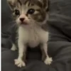 Gatitos pa tu Chat 4😹😻 8