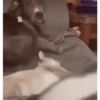 Animados Gifs Pets 13