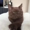 Gatitos pa tu Chat 4😹😻 6