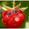 Vegetable n fruit 21