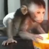 Macaconhildo 12