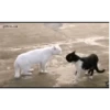 Michis peleándose 🐾🥊 15
