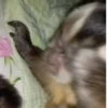 Macaconhildo 8