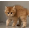 FoFuRaS 14